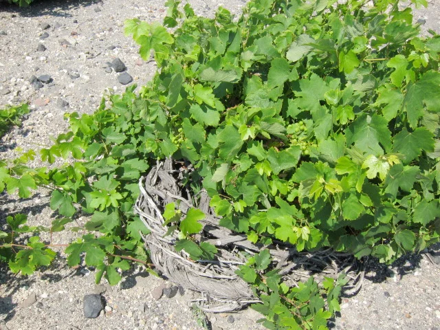 A Basket Trained Assyrtiko Vine on Santorini