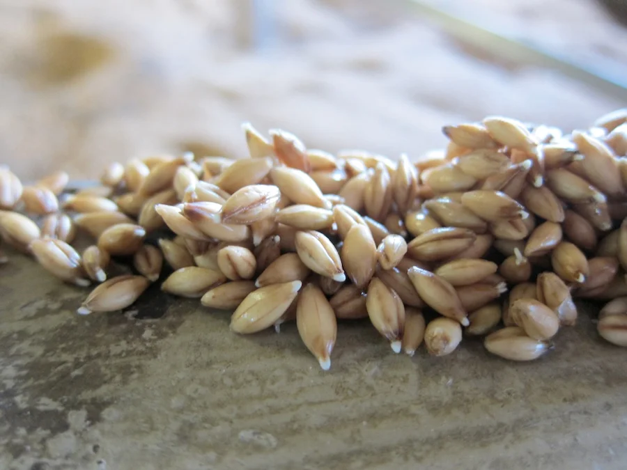 Germinating Barley