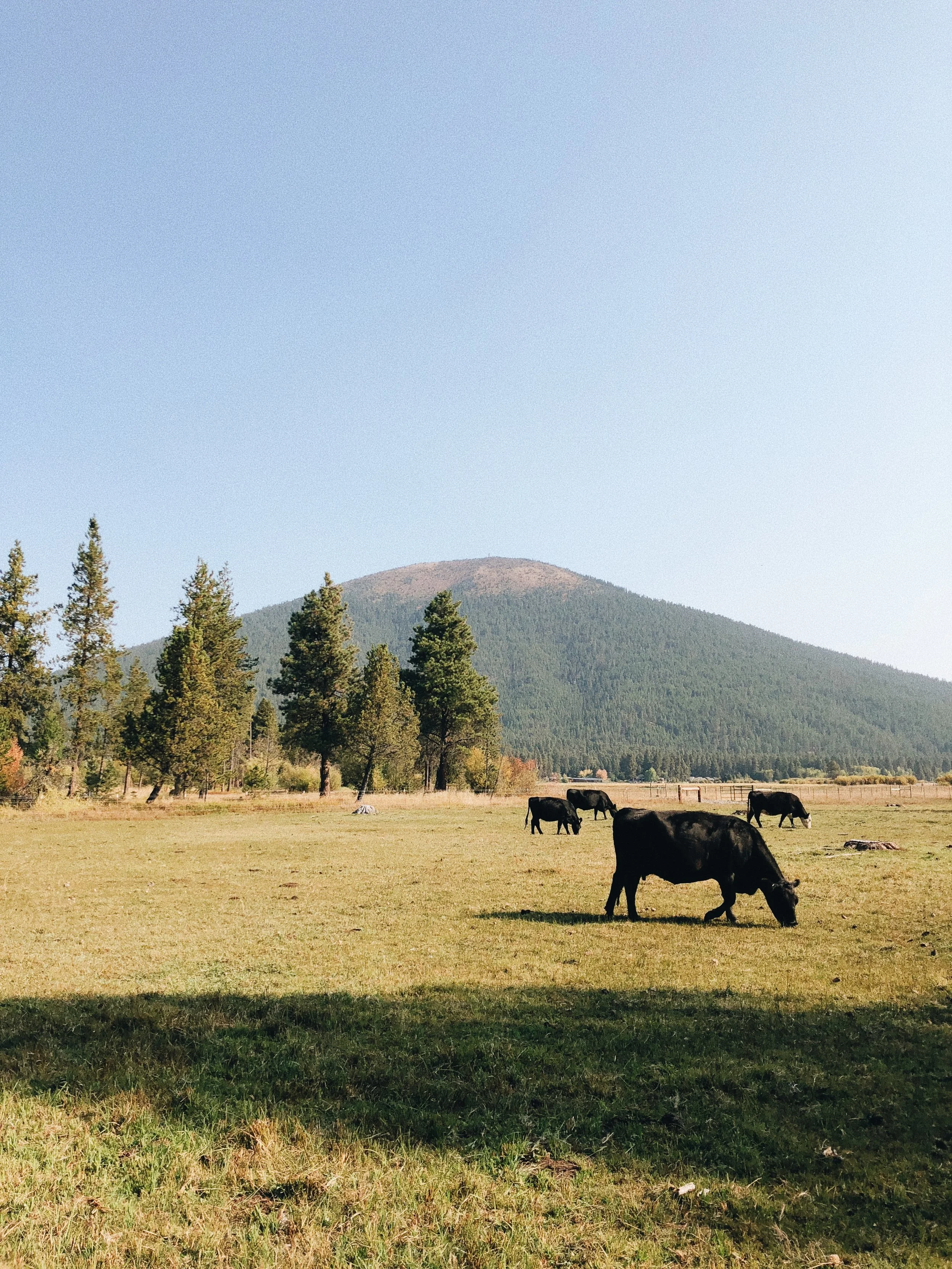 Black Butte, Oregon