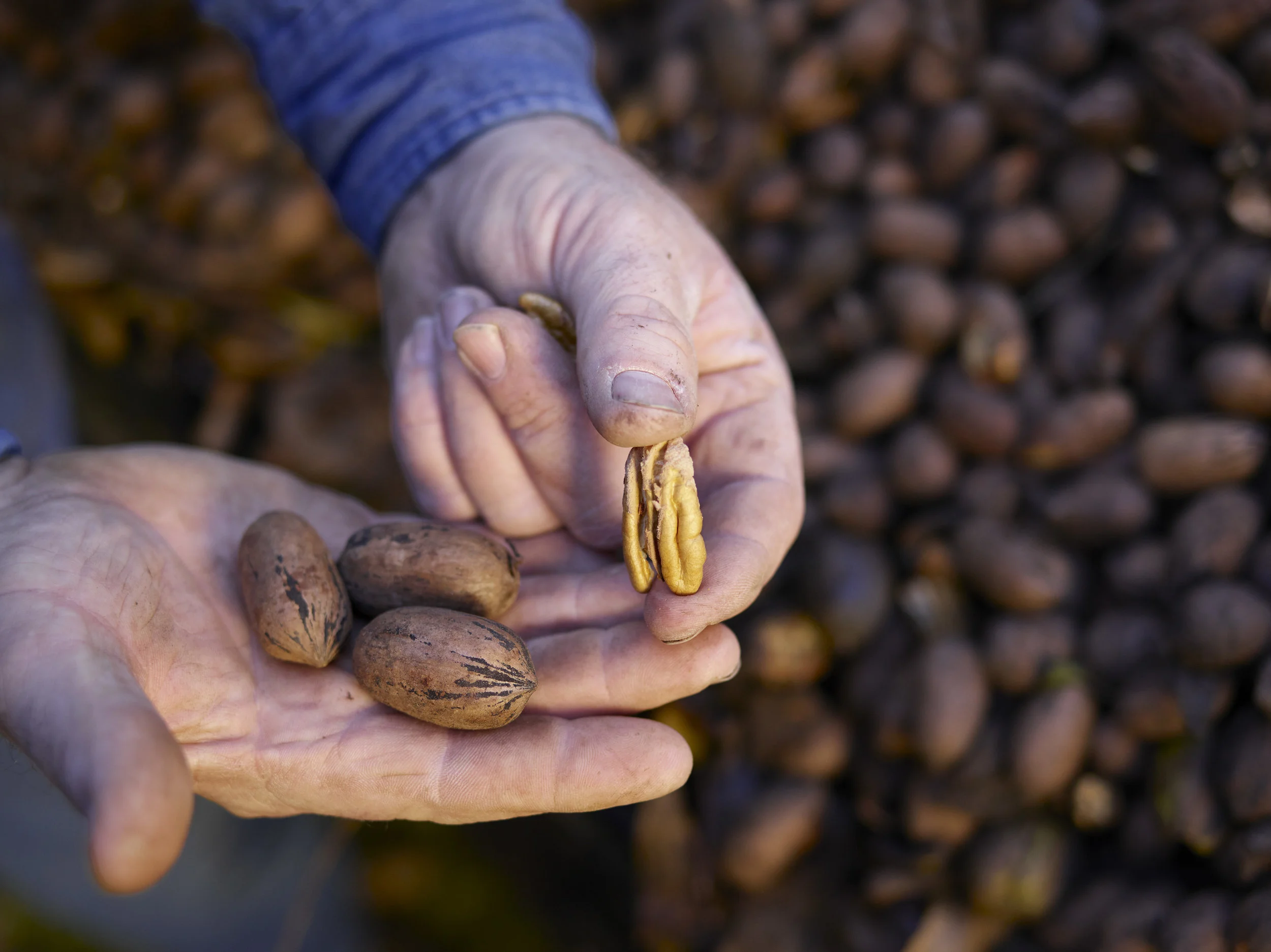 DUP_71220_010B_OK_Pecan_Farm_JL_68780_cr.jpg