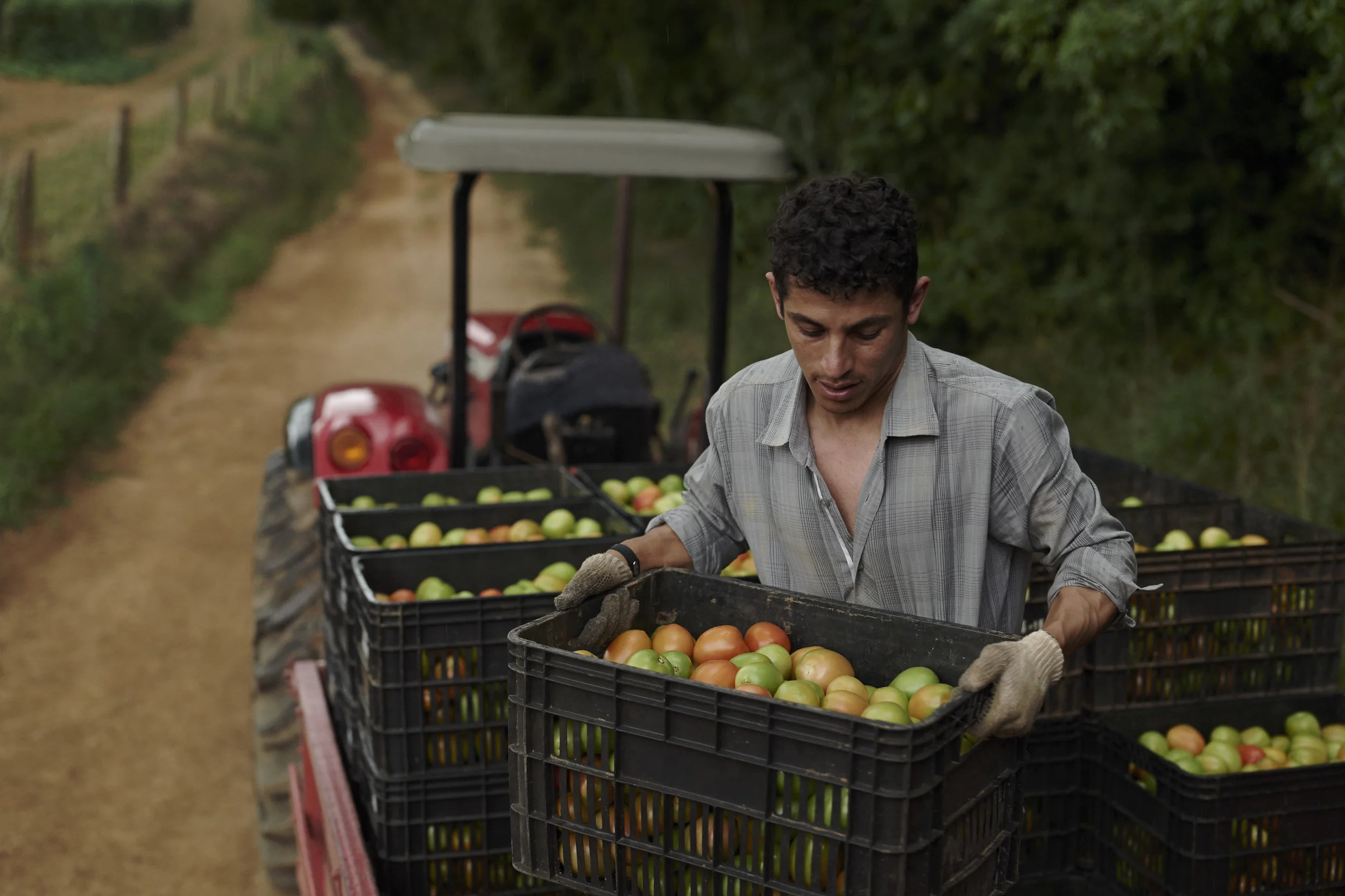 DUP_71581_005B_TomatoCrates_rgb.jpg