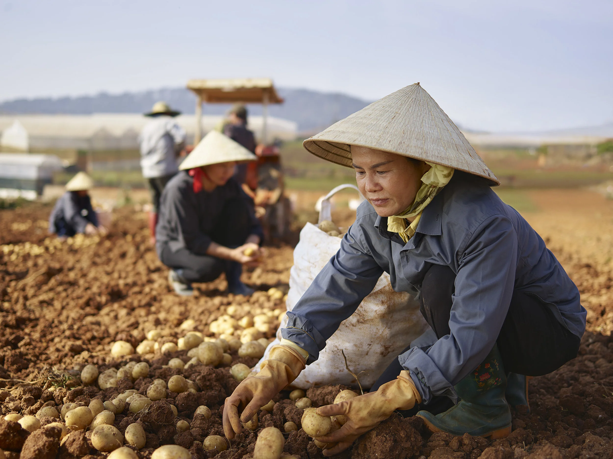 DUP_72530_003A1_Women_Potatoes_rgb_cr.jpg