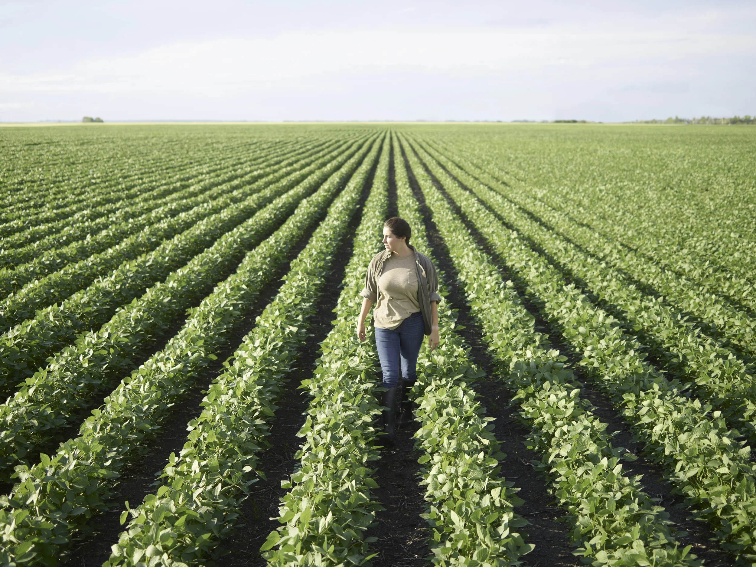 DUP_73073_015B_Lee_In_Soy_rows_rgb.jpg