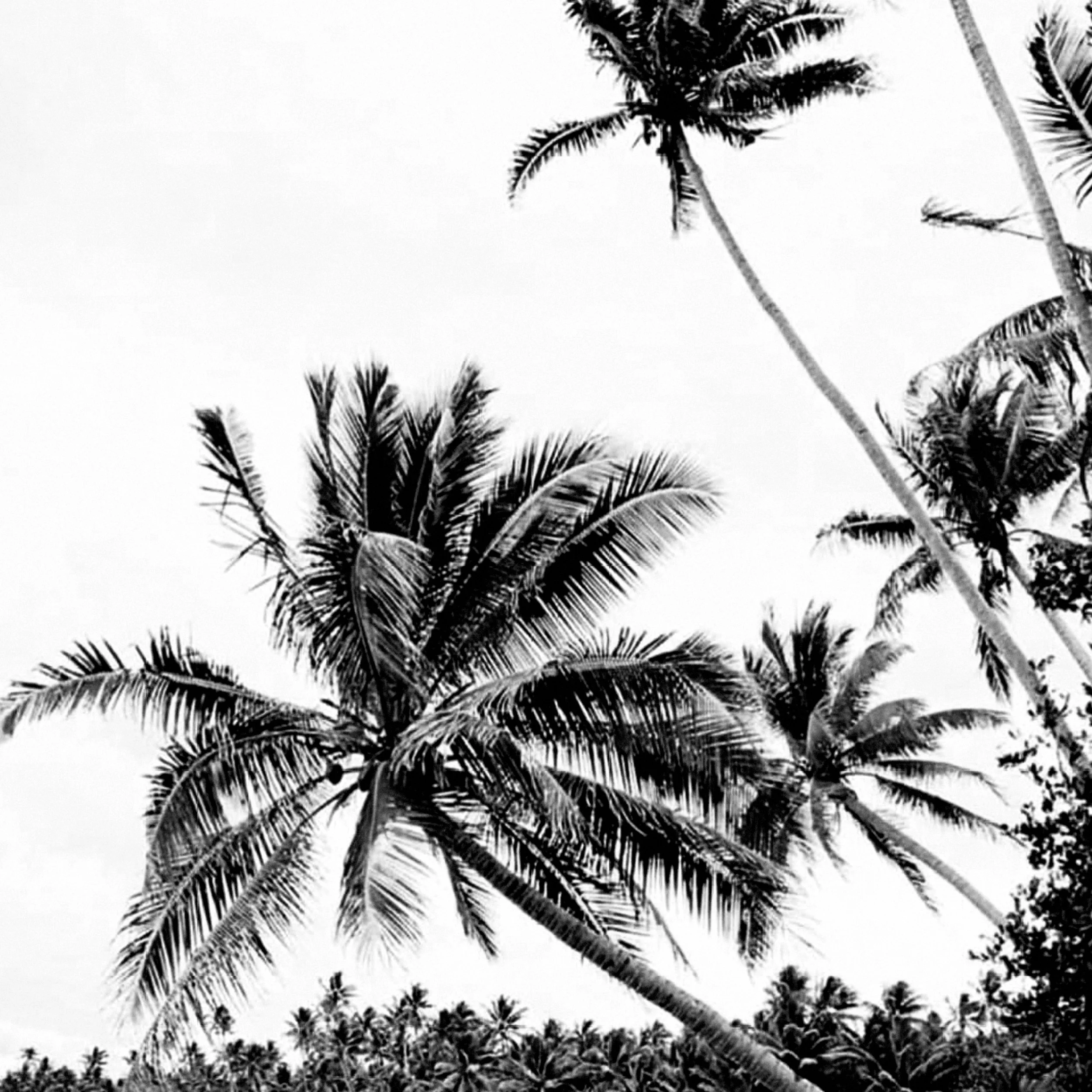 palms.BW.jpg