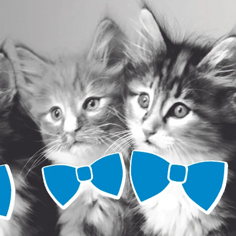 kittenme.jpg