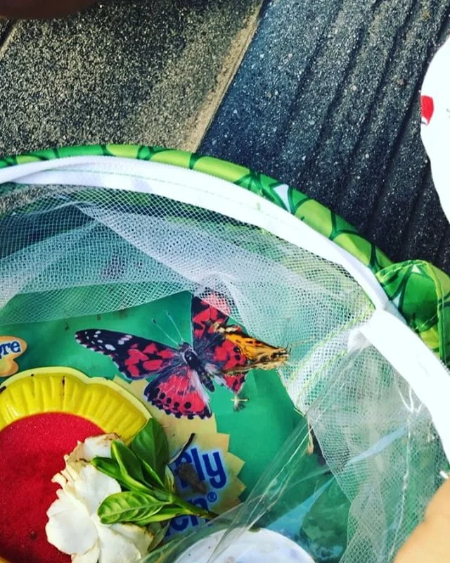 One of the coolest gifts Sophie got for her 5th birthday was the @insectlore butterfly kit. We watched four caterpillars slowly make their way into cocoons, and then emerge into beautiful butterflies! The girls kept them in their cage for about a wee