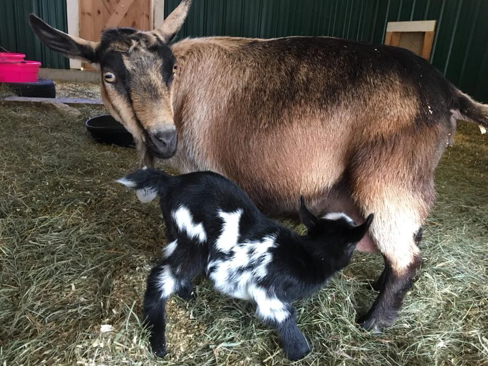 Doll Goat from Bending Birch Farm.jpg