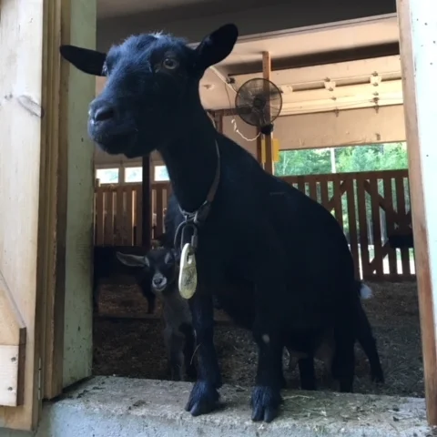 Holly - Nigerian Dwarf Goat.jpg