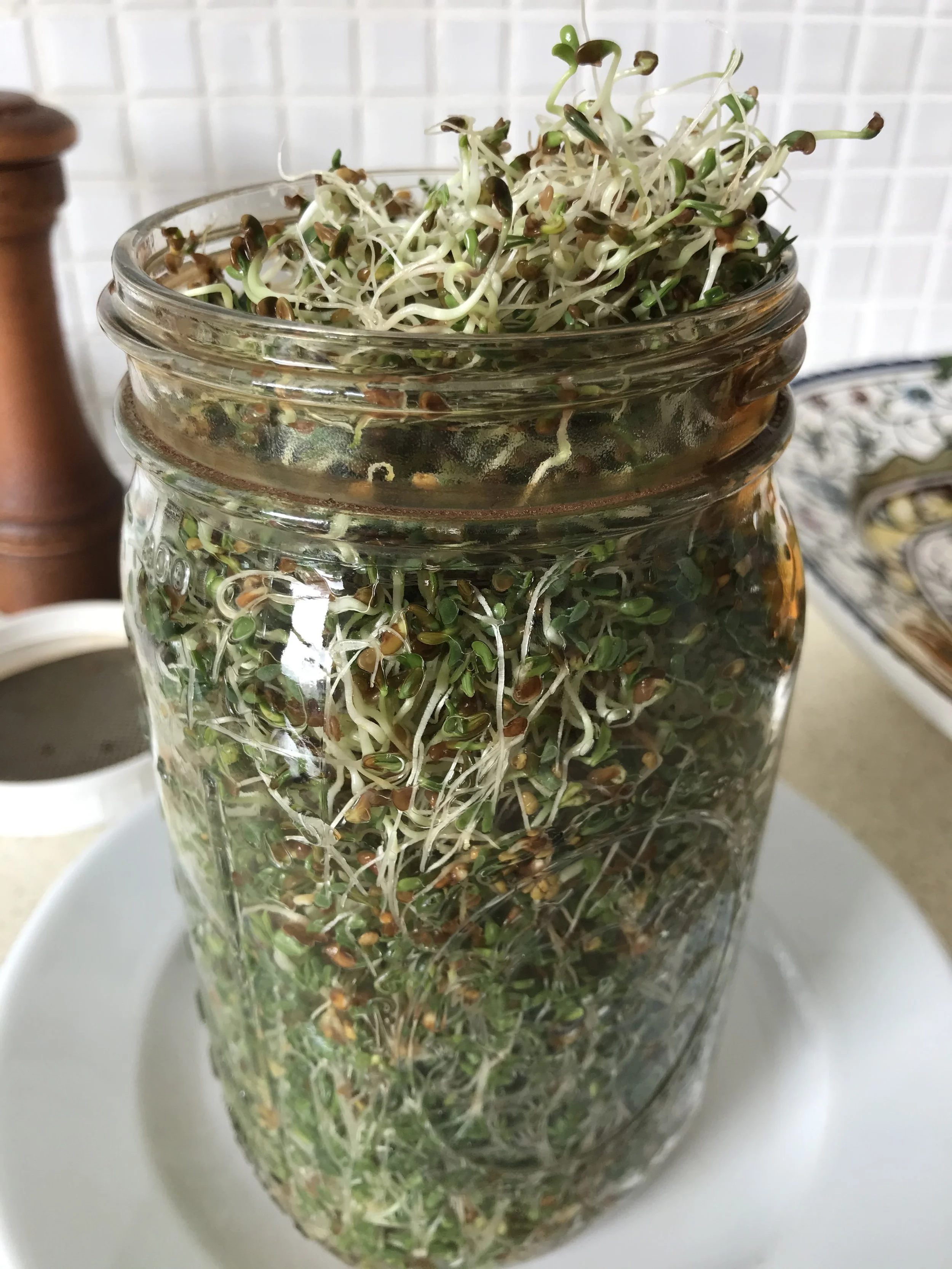 Think You Need A Garden to Grow Your Own Food? ... Try Sprouting!