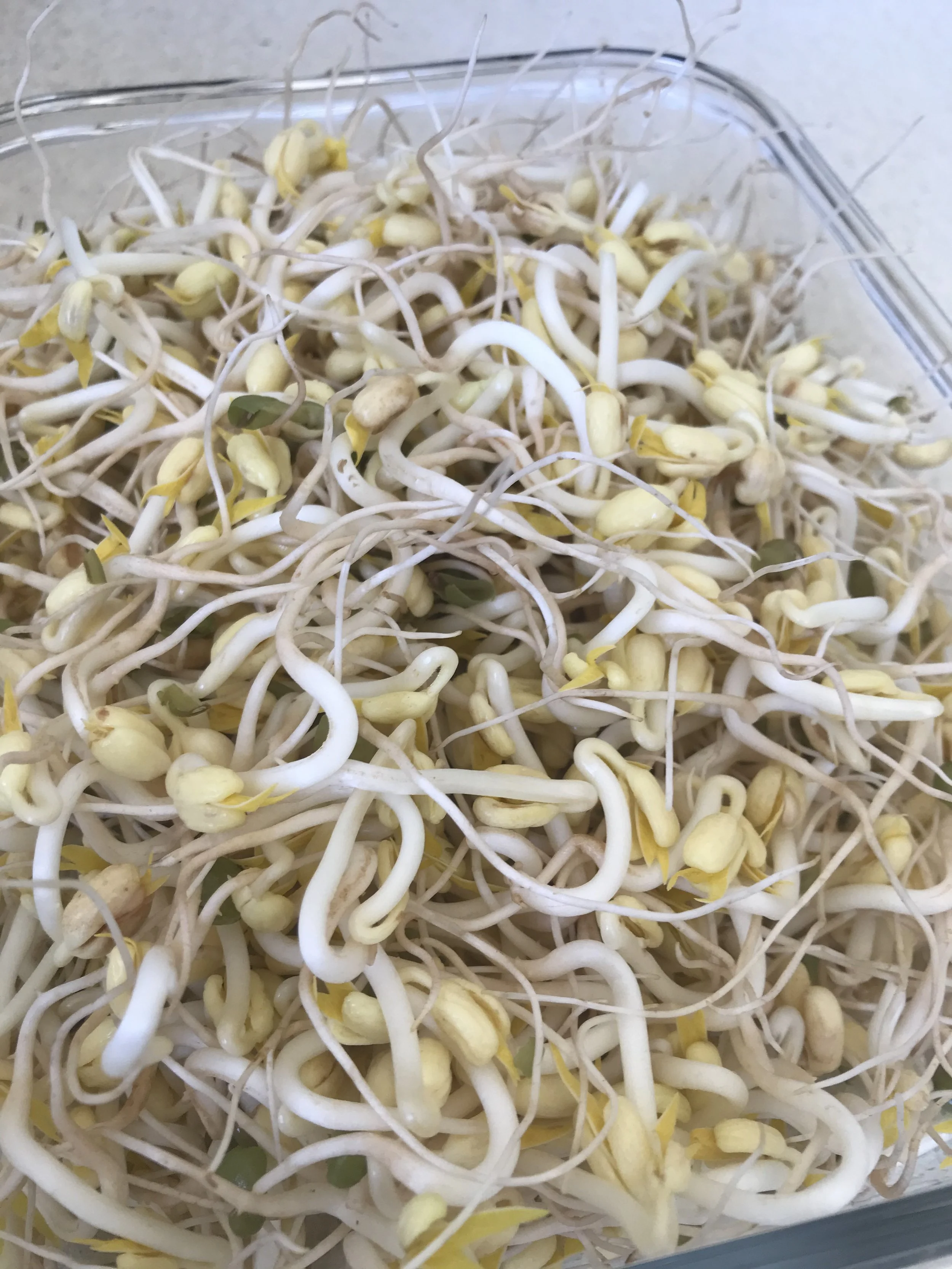 When I Plan To Make Pho, I Start With Growing Mung Bean Sprouts