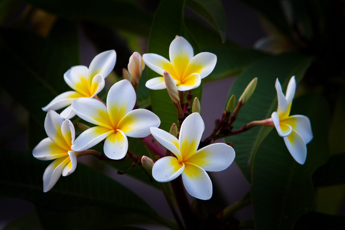 Plumeria Burst