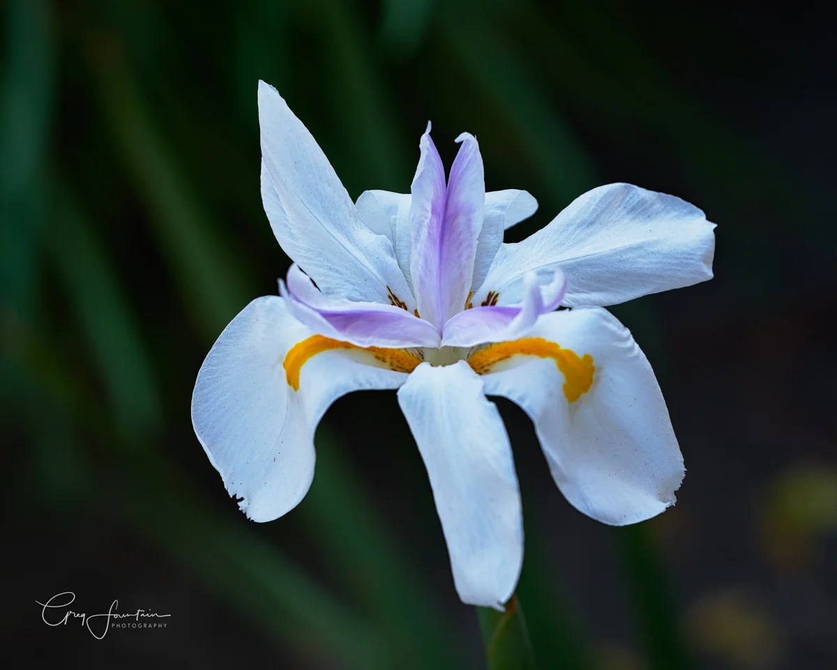 Iris