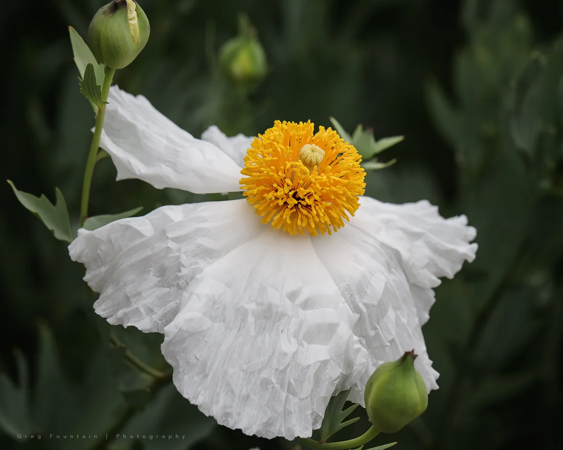 Matilija Poppy AKA Fried Egg Poppy