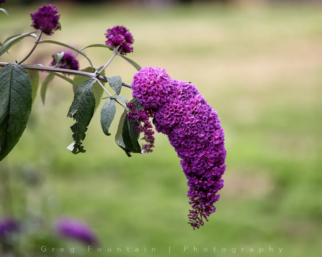5J2A2580-Edit.jpg