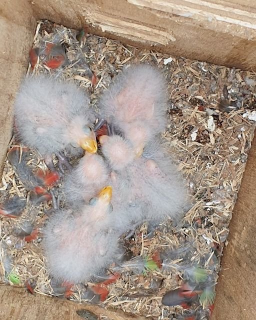 211111 Crimson Rosella chicks in CSF nesting box.jpg