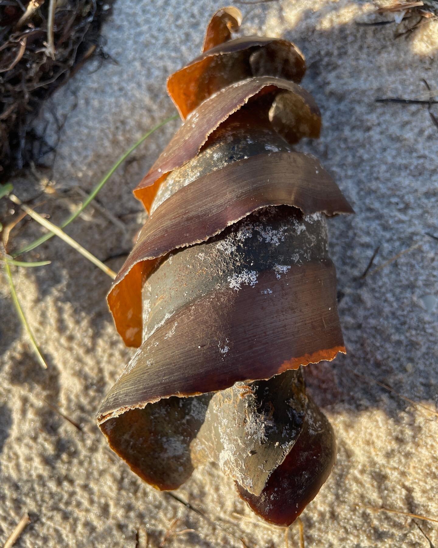 Happy Fauna Friday 🌟

Have you come across these walking along the beach recently? They are the egg casings from a port Jackson Shark. 🩶

The Port Jackson Shark has a distinctive blunt head with a spine in front of both dorsal fins. They have harne