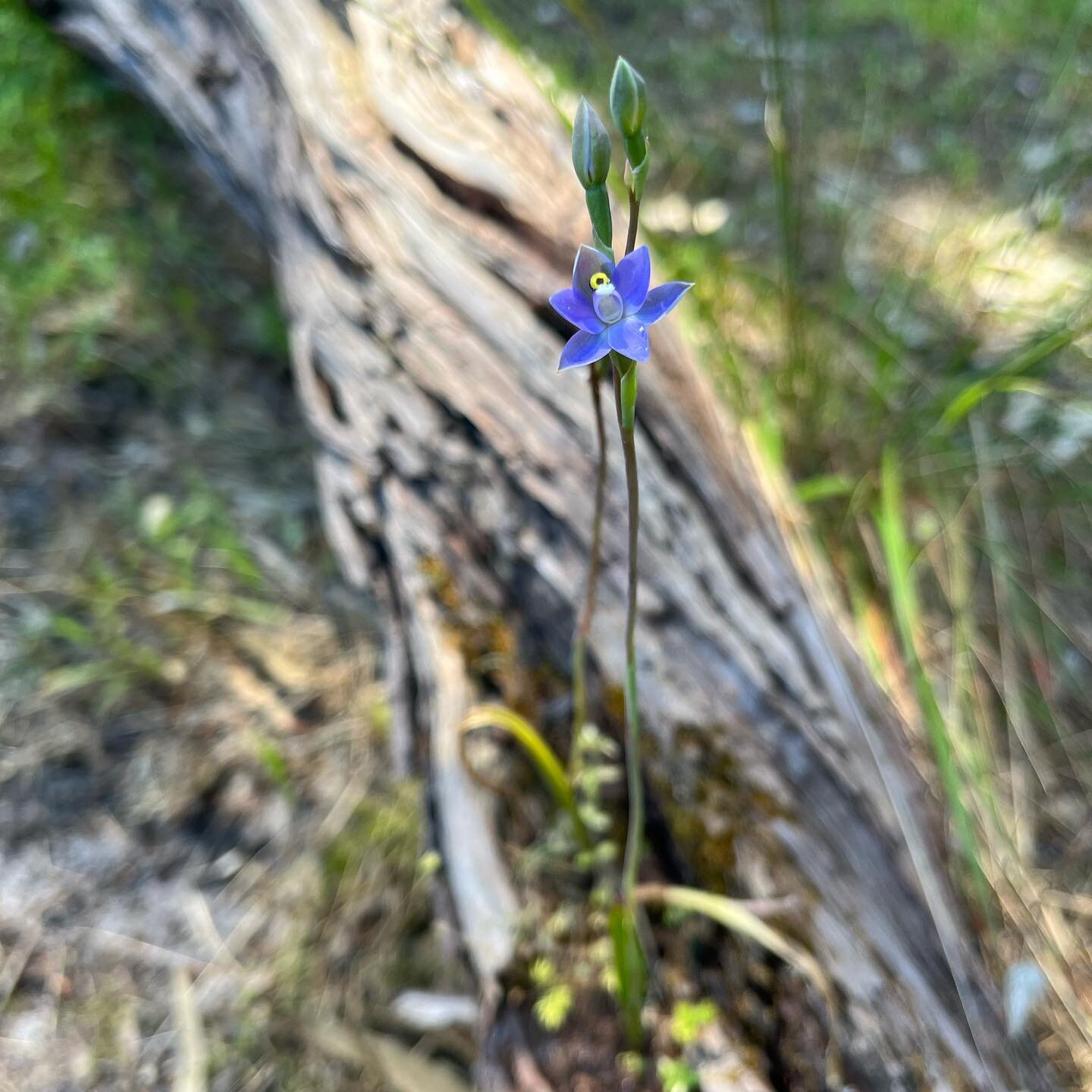 Another sign of Spring doin&rsquo; it&rsquo;s thing! 🤩 Our beautiful Sun Orchids (Thelymitra spp.) and Onion Orchids (Microtis unifolia) have flowered, and aren&rsquo;t they just stunning! The plant family Orchidaceae is the largest in the plant kin