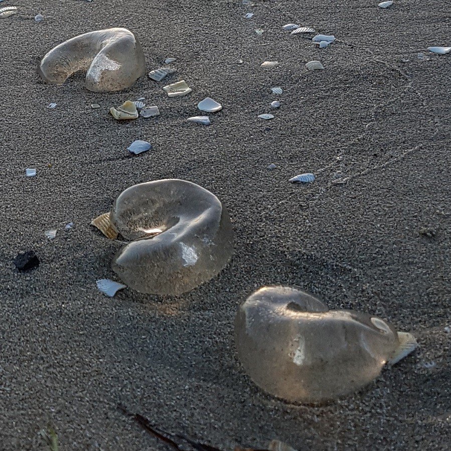 As many tourists visit Capel Sound Foreshores over the Summer, our Rangers are frequently asked what kind of &lsquo;jelly-fish' these are.🪼 We even hear locals incorrectly believing they are the eggs of jelly-fish. However, these slimy guys are actu