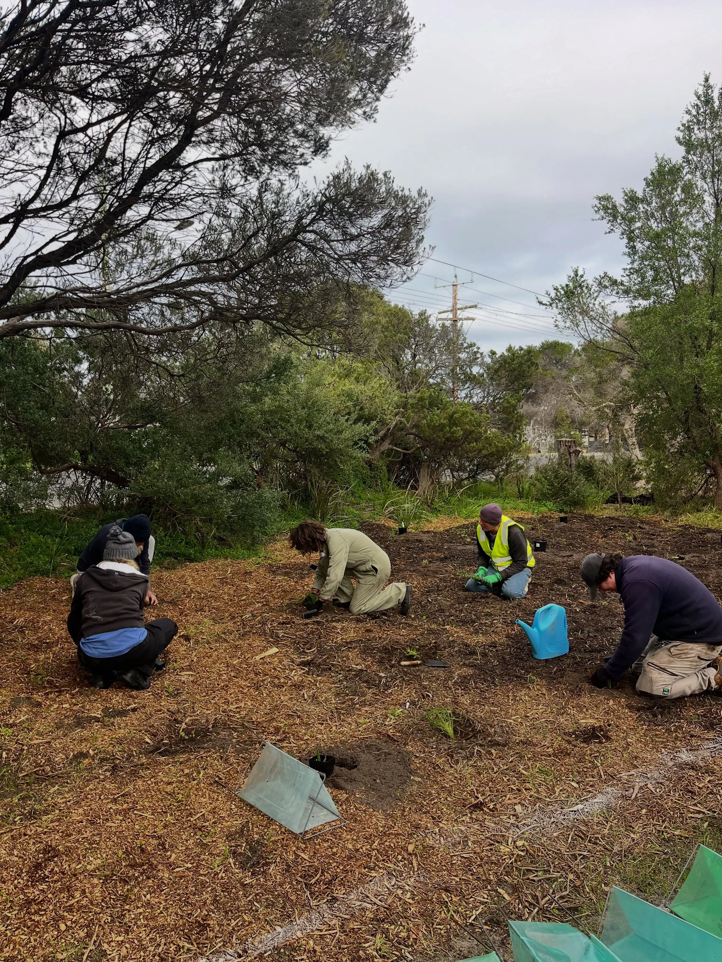 Throw back to last weeks Friends of Capel Sound Foreshores planting day! 🌱🌱

We had such a a successful day planting out some old campsites, the garden beds are looking fantastic! 

Big thanks to everyone that came down to help out and shout out to