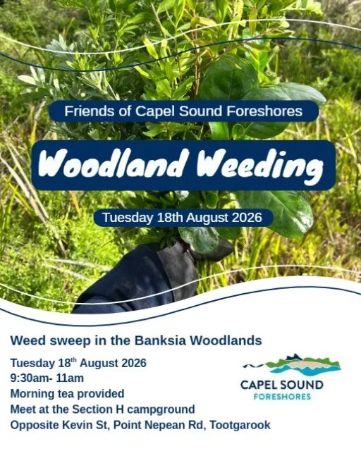 Join us again for our August Friends of Capel Sound Foreshores working bee! 🐝 🌱

This month we&rsquo;ll be doing a weed sweep through a section of the Banksia woodlands, tackling a variety of invasive species popping up in the area. 🌊🌀
&nbsp;
📆 