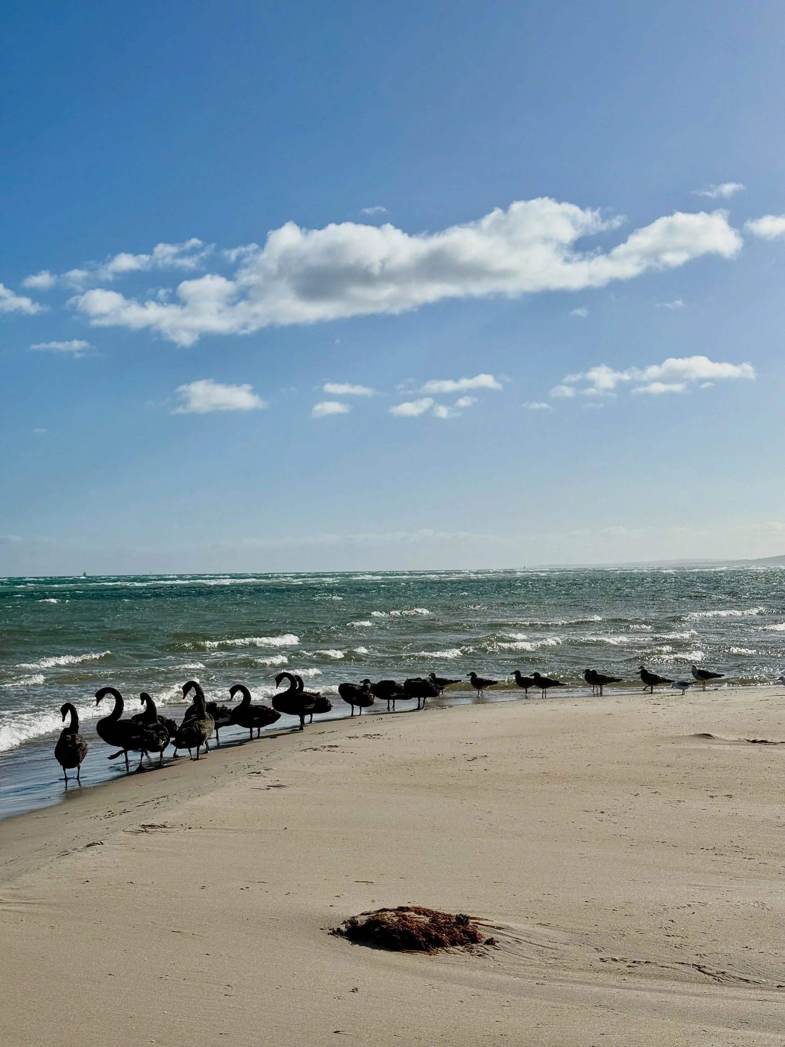 UPDATE on the H5 Bird Flu

DEECA confirmed on 15 August that H5 bird flu has been detected in a wild bird on the Mornington Peninsula in both Saint Andrews Beach and Dromana, along with confirmed cases on Phillip Island.

The foreshore managed by Cap