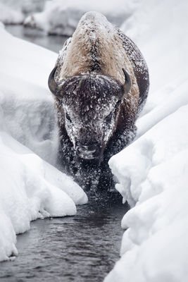 Ice Bison Cometh 40x60 $655