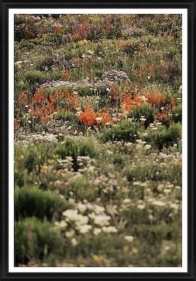 Blooming Heart of the Rockies 24x36 $435