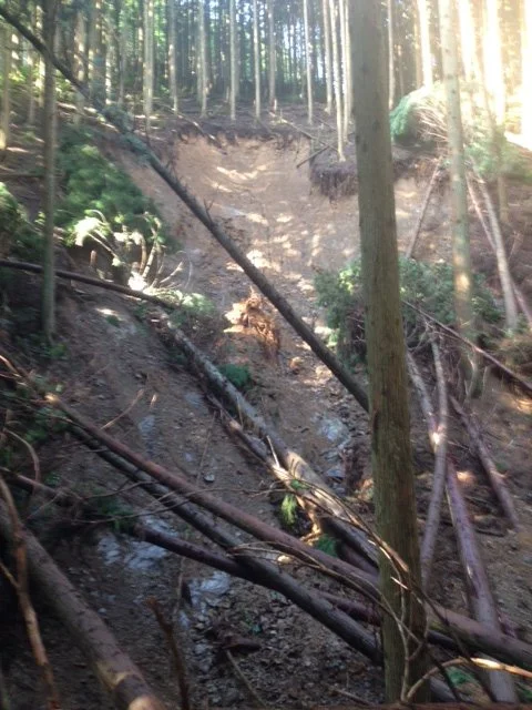 豪雨により山肌が崩れなぎ倒された木々