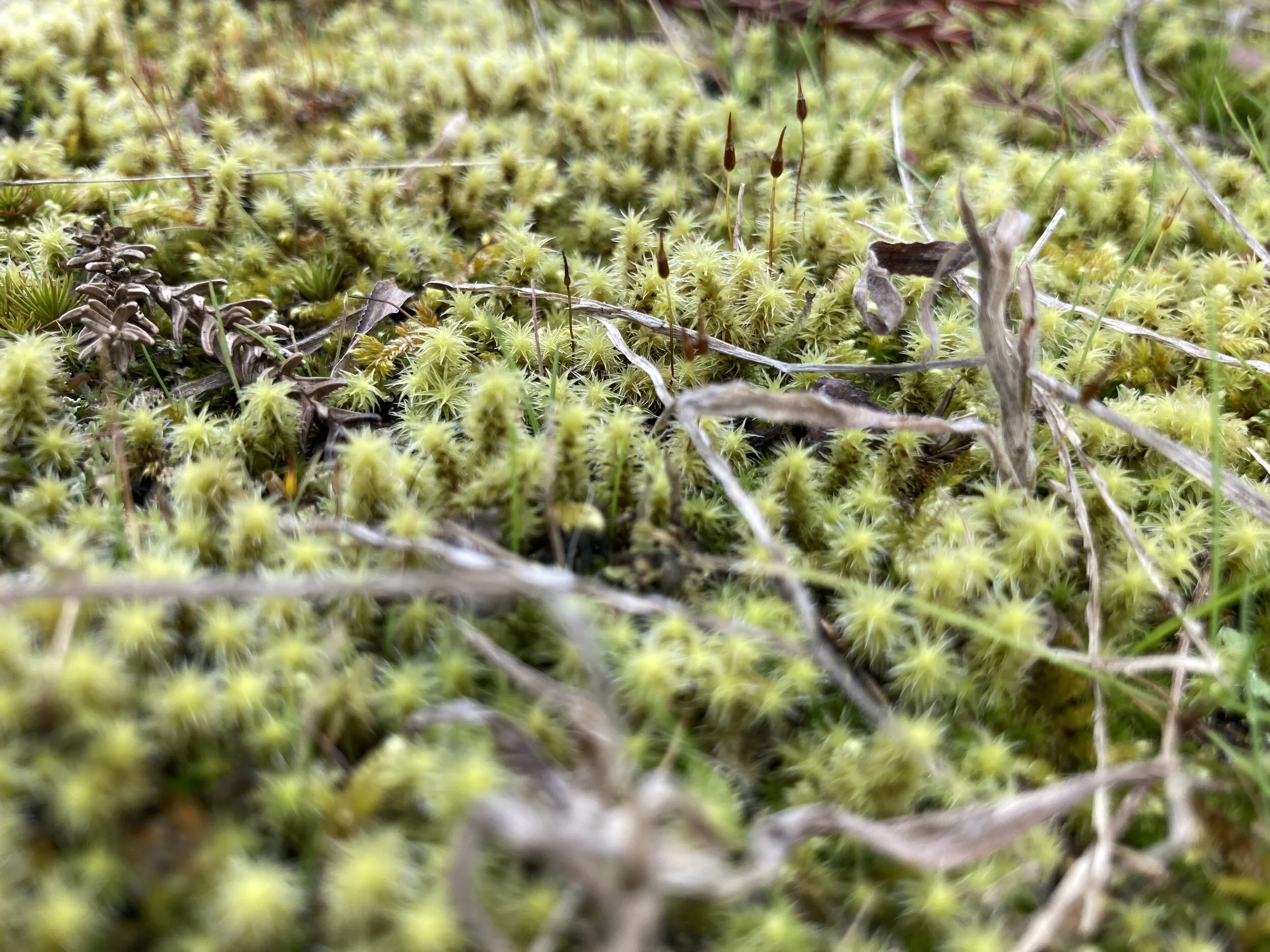 寄ってみる、引いてみる
