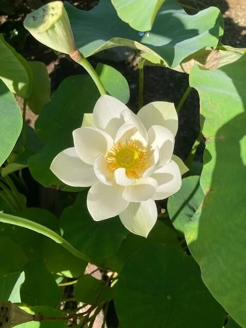 良いは無条件