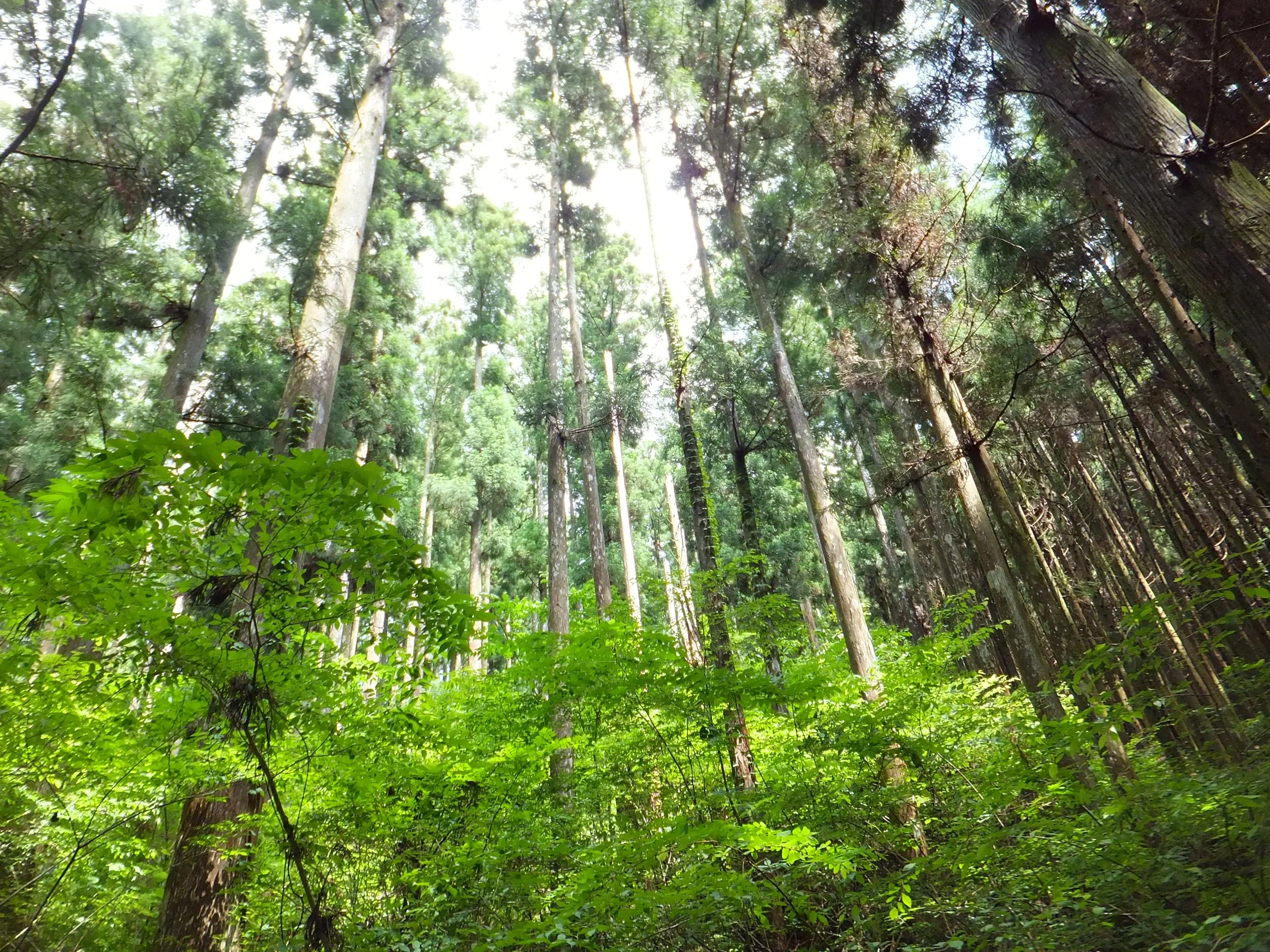 背の高い木々と下草に覆われた森の中。