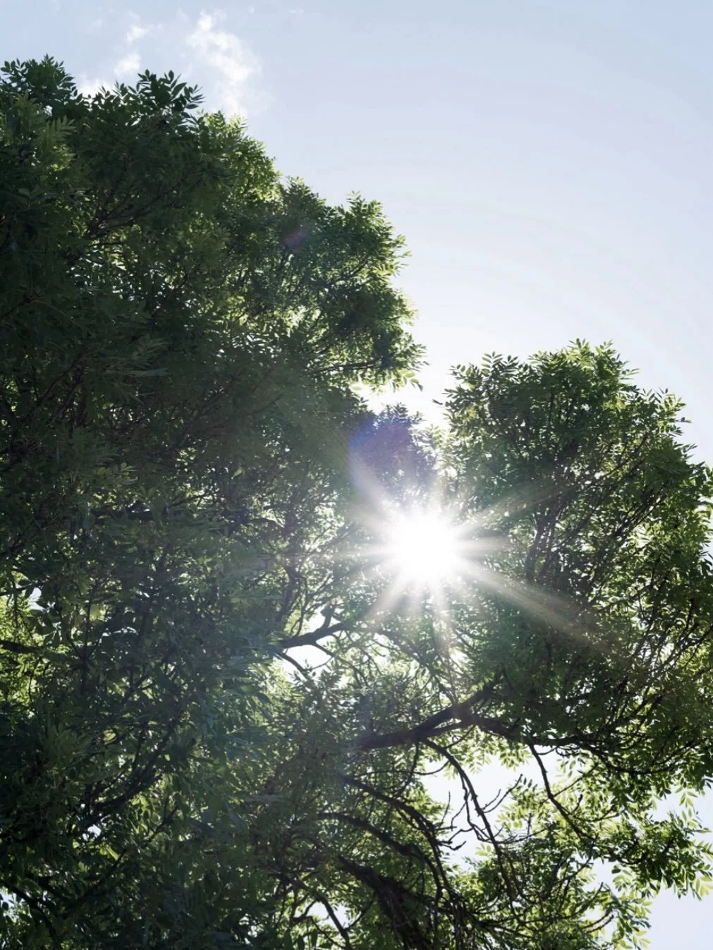Step outside our home in Singapore and you are surrounded by the sound of nature. The jungle thrum that never lets up, joined by a chorus of cockerel&rsquo;s crowing. Numerous birds calling to one another - and in our garden, the tap tap tap of a woo