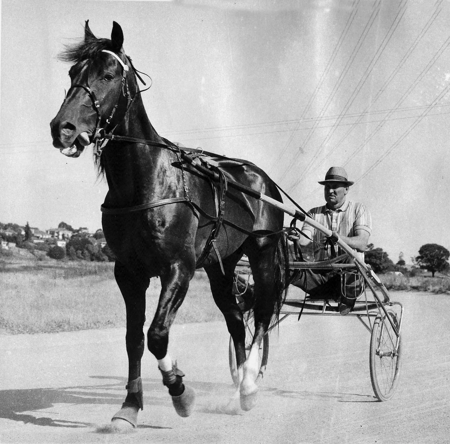 THE BEST HORSE NEVER TO WIN AN INTER DOMINION โ JOHN TAPP RACING