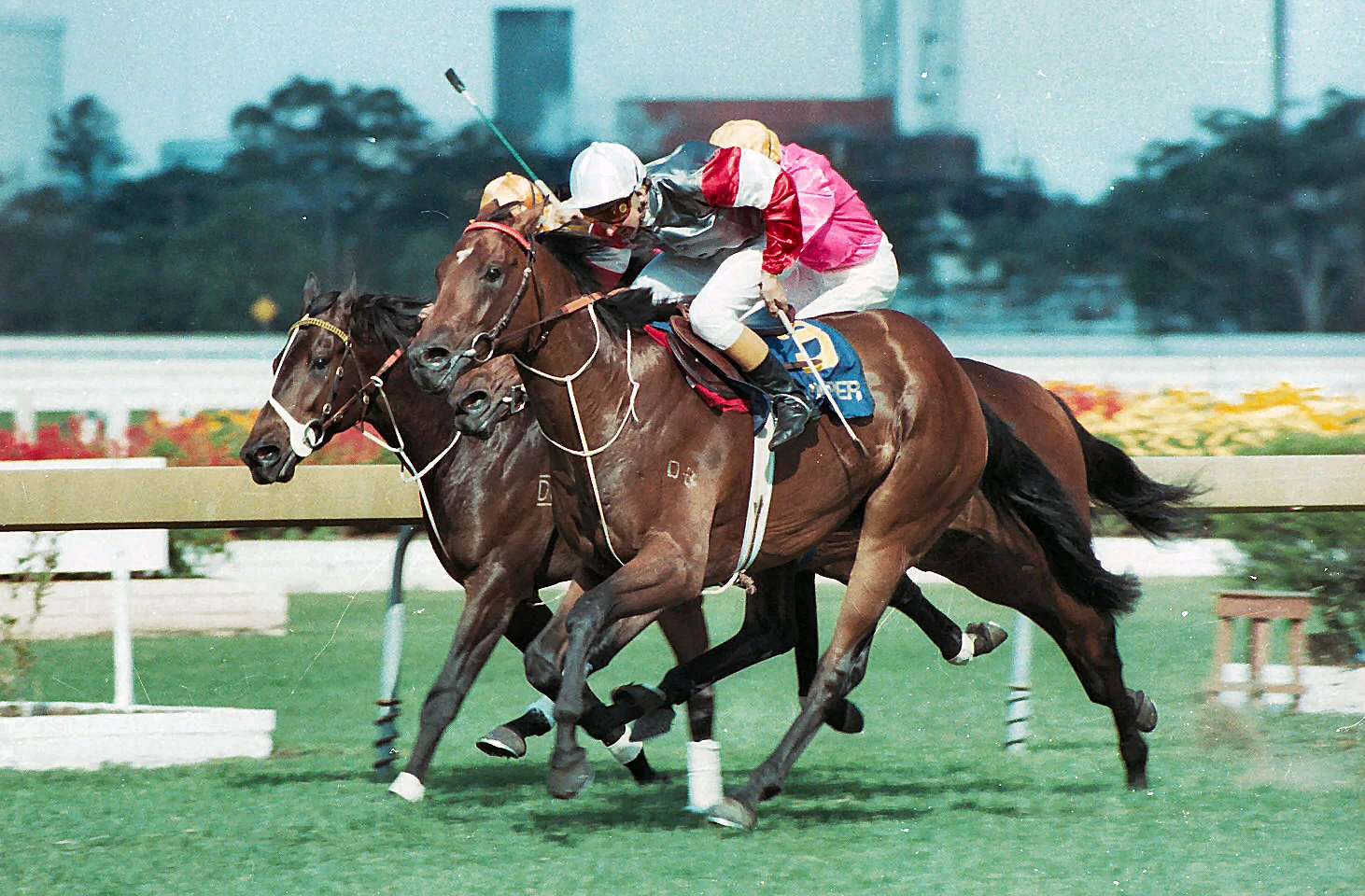 Image Courtesy of Steve Hart Photographics - Sir Dapper and Ron Quinton prevail in the 1983 Slipper
