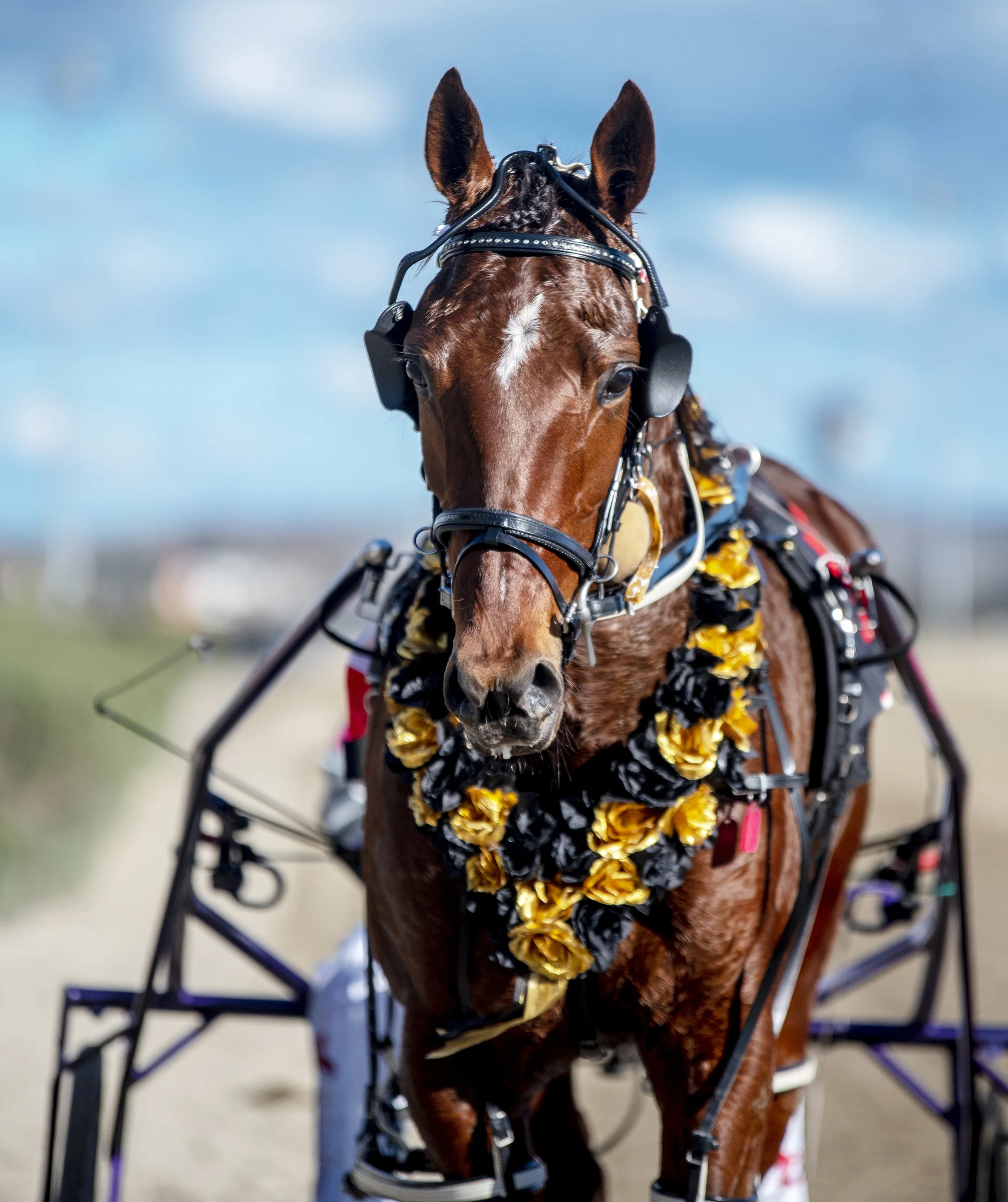 Image Courtesy of National Trotguide - Goodtime Heaven Winners are Grinners