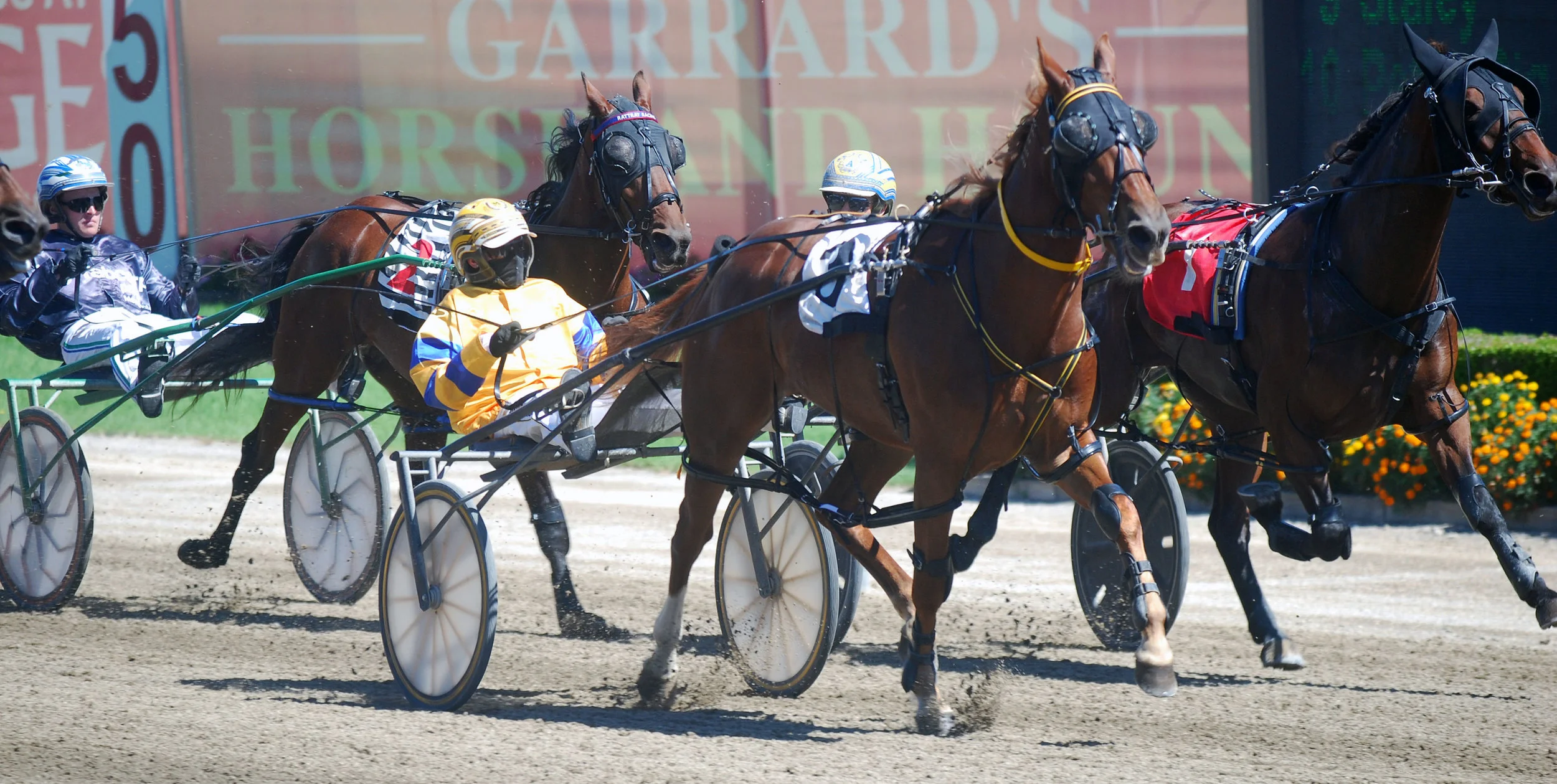 Image courtesy National Trotguide - Harry thinks Double Bliss has a future.