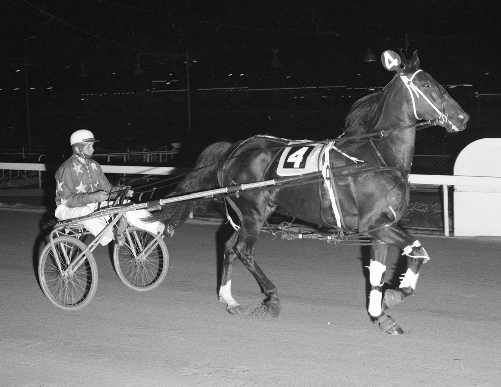 Image courtesy National Trotguide - Bold David winner of 41 races. One of the best of his generation.