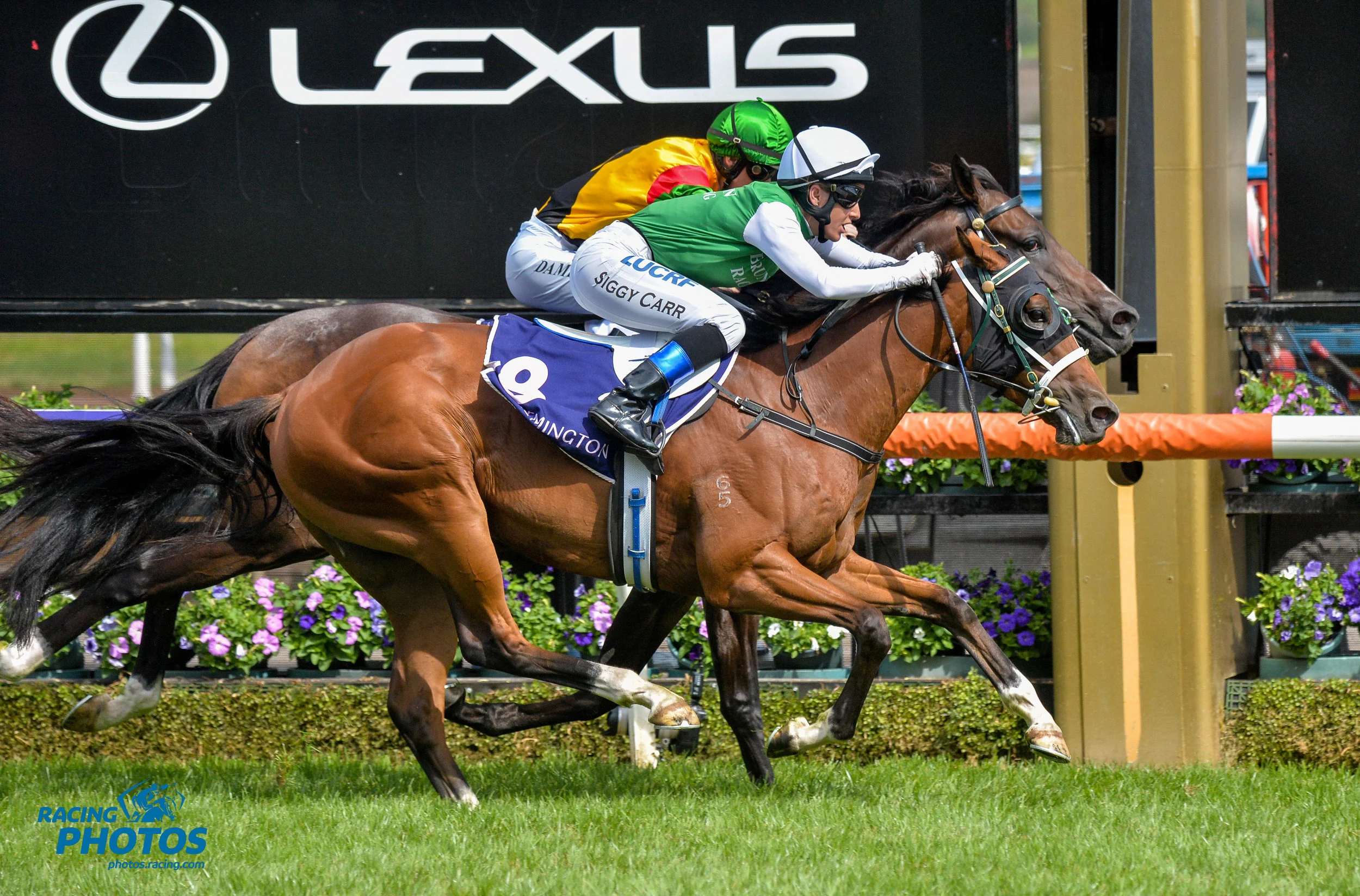 Image courtesy Racing Photos - The Inevitable bulldogs his way to a narrow win in the C. S. Hayes Stakes.