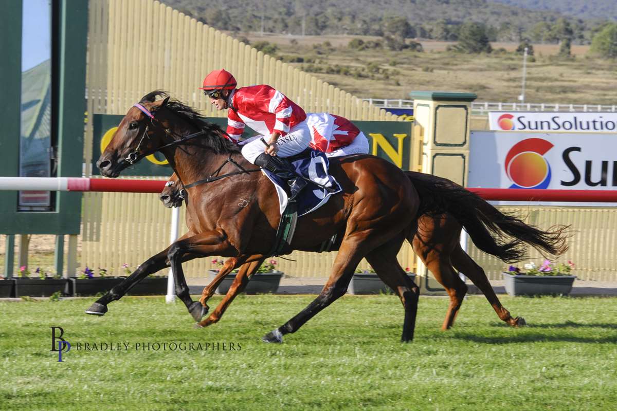 Image courtesy Bradley Photographers - Tash strikes the quinella with Al Mah Haha and Bocelli in the qualifier.