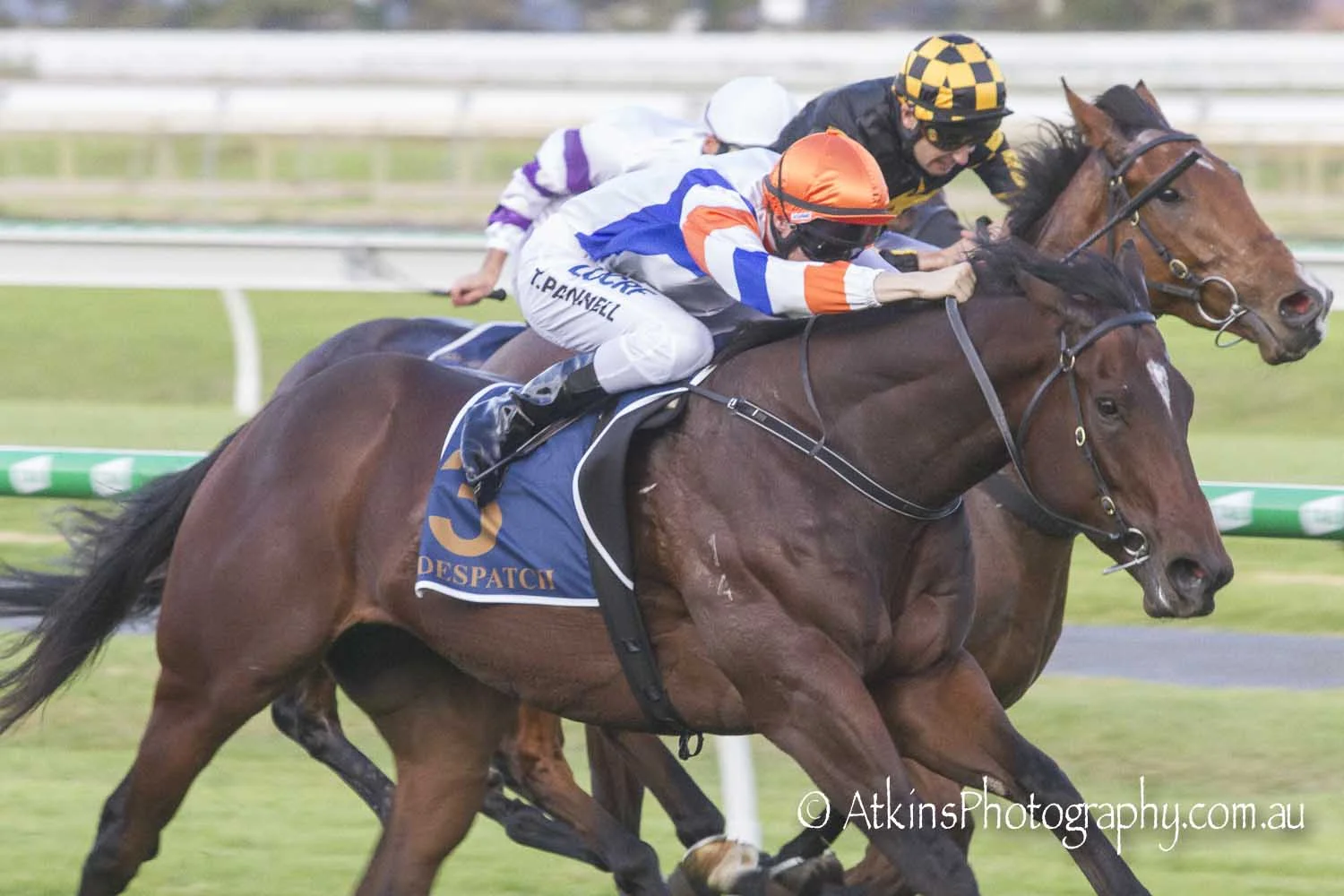 Image courtesy AtkinsPhotography.com.au - Poetry in motion - Todd Pannell coaxes Despatch to a narrow win in the Goodwood Handicap.