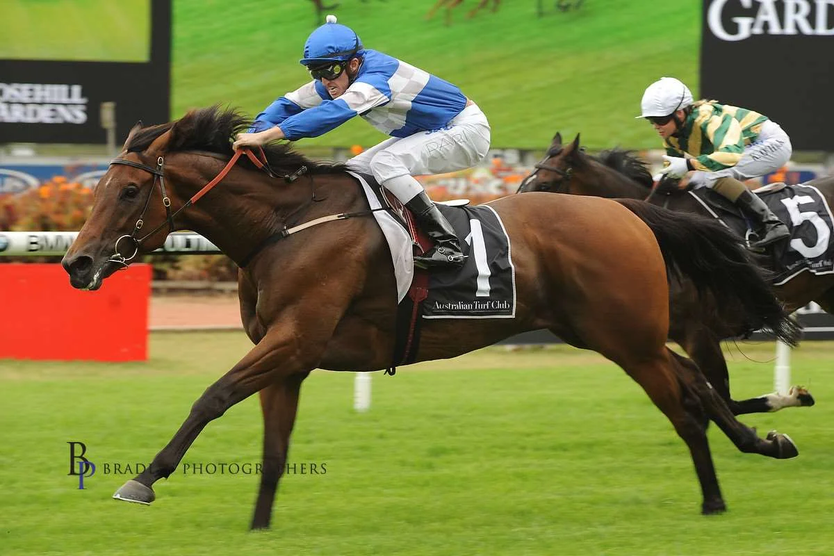 Image courtesy Bradley Photographers - Frozen Rope in one of his 8 wins. Rosehill 19/01/2013 Josh Parr up.