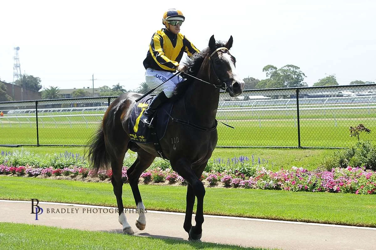 Image courtesy Bradley Photographers - The best horse he has ever ridden. Travis returns to scale after Trapeze Artist's first win Newcastle 04/02/2017.