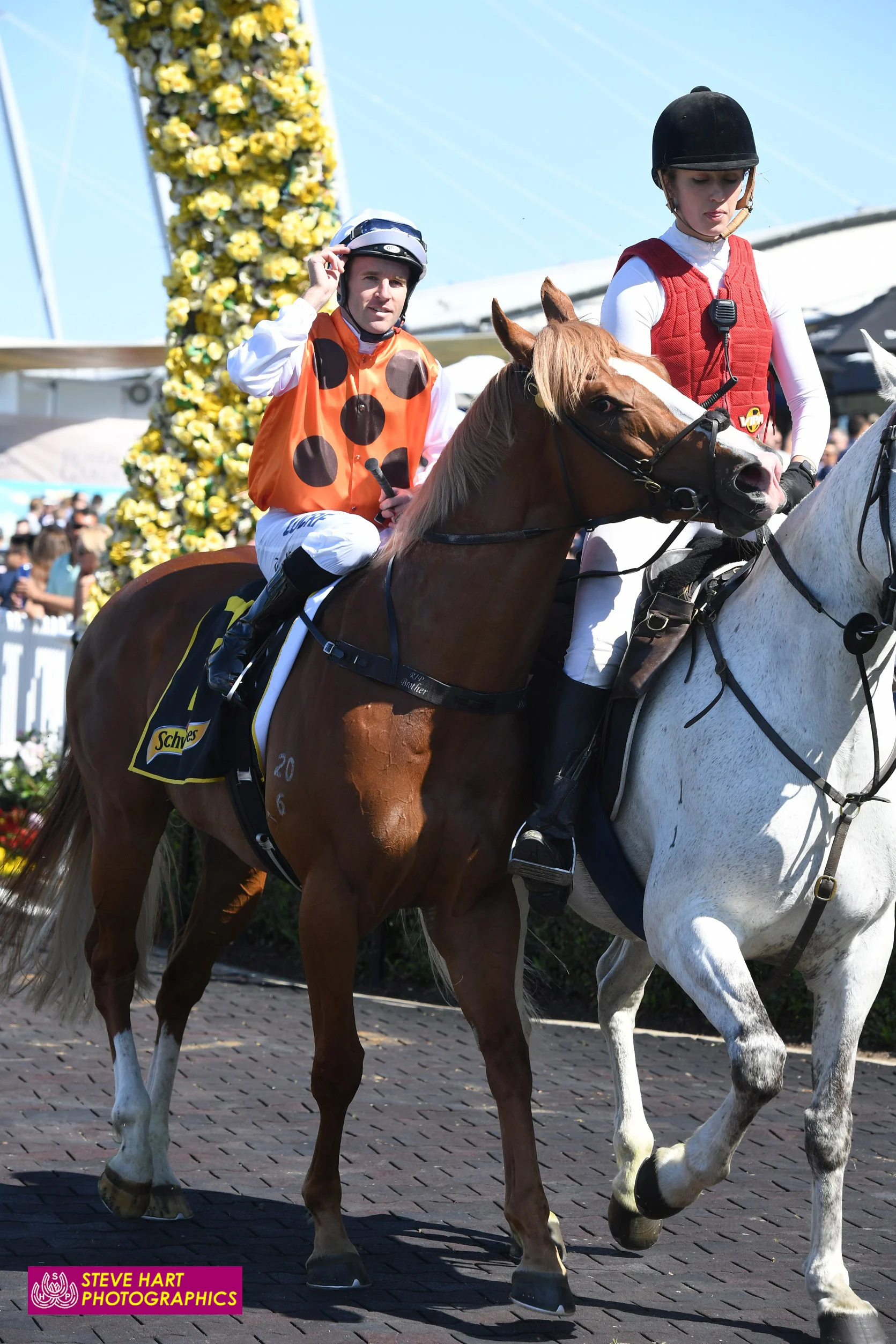 Image courtesy Steve Hart Photographics - George Altomonte sells most of his colts but didn't want to let this one out of his sight.