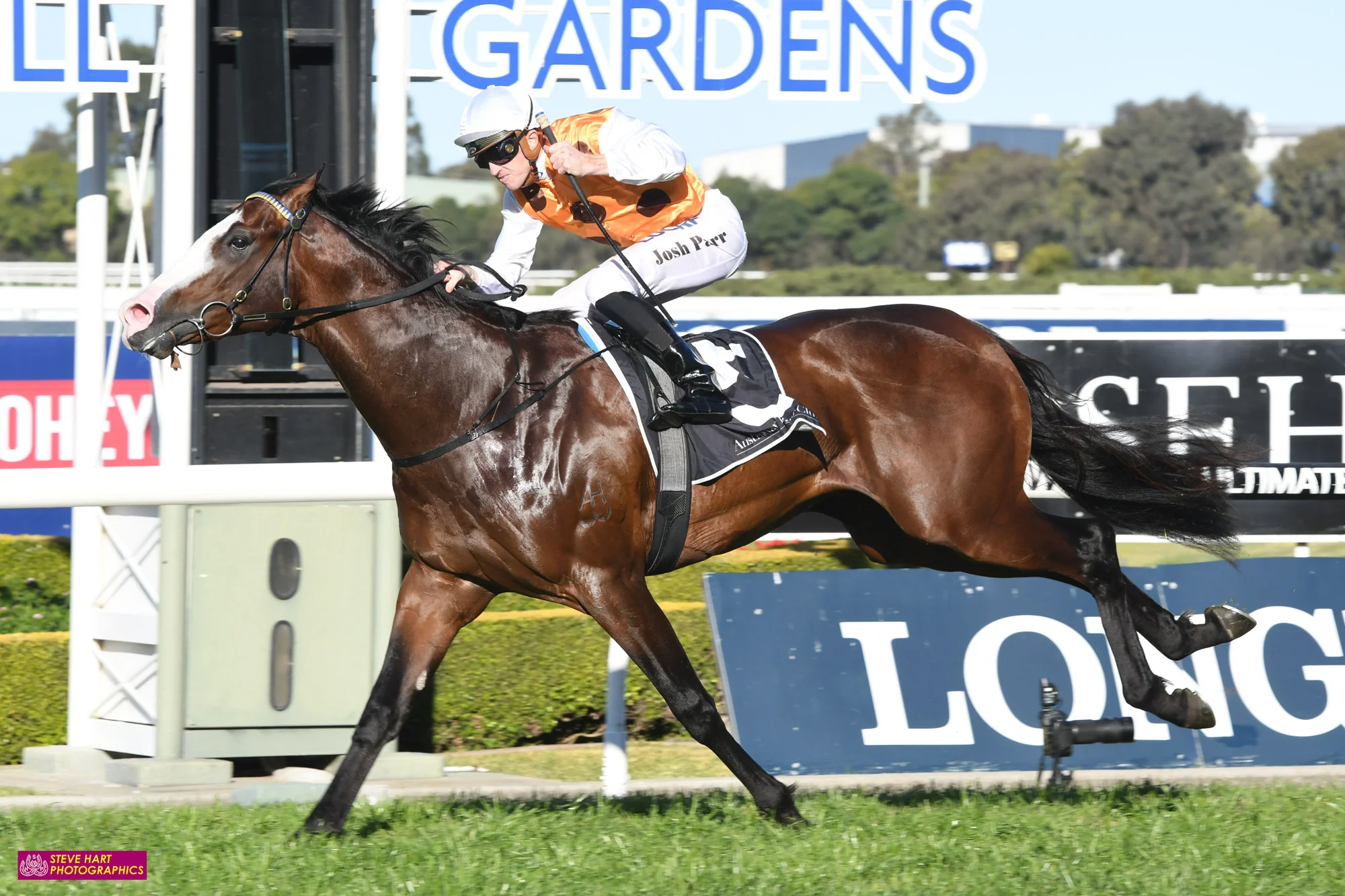 Image courtesy Steve Hart Photographics - Menari wins The Run To The Rose with Josh Parr in the saddle 2017.