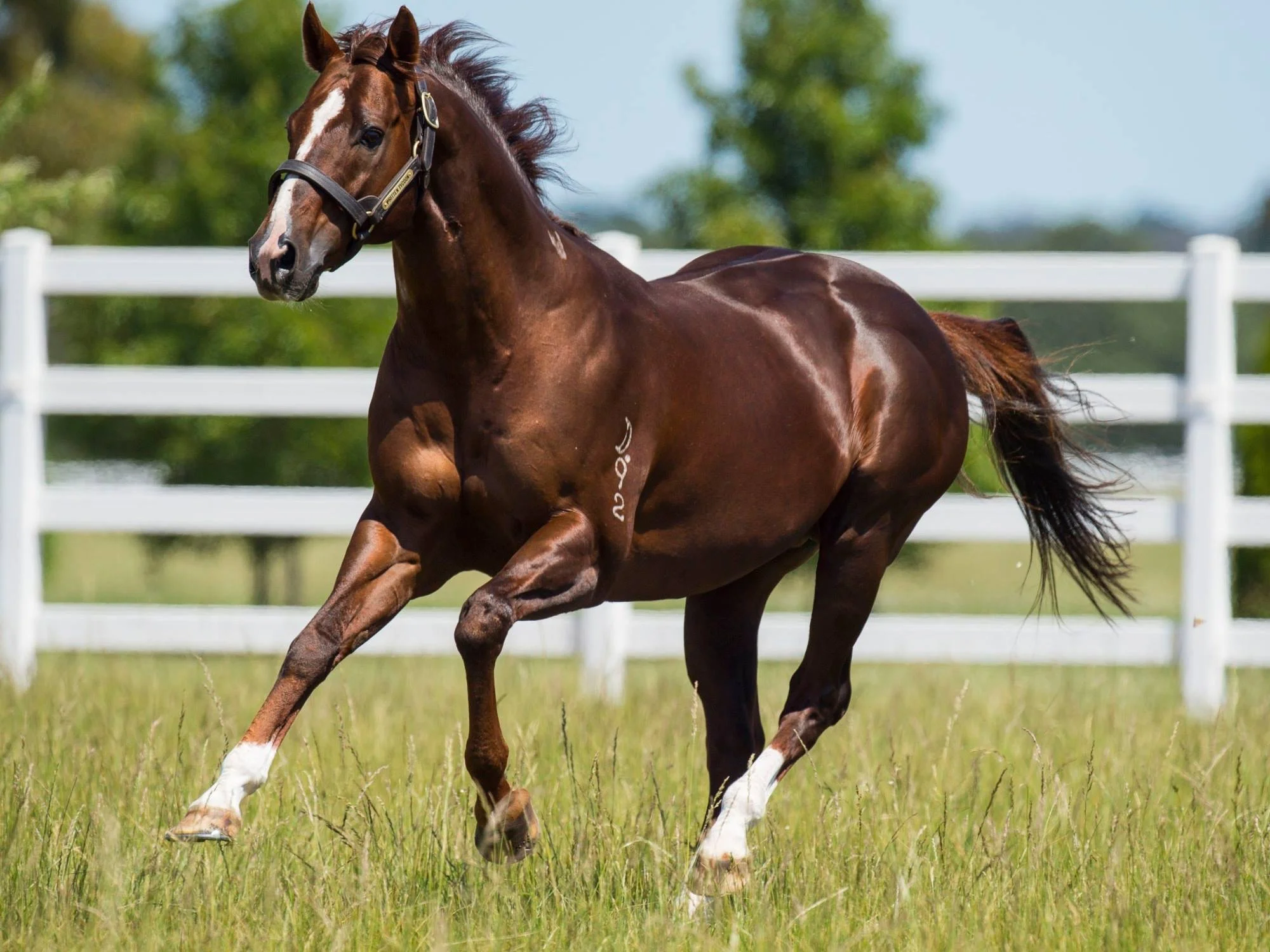 Suman Hedge Bloodstock syndicated Written Tycoon to Eliza Park Stud.
