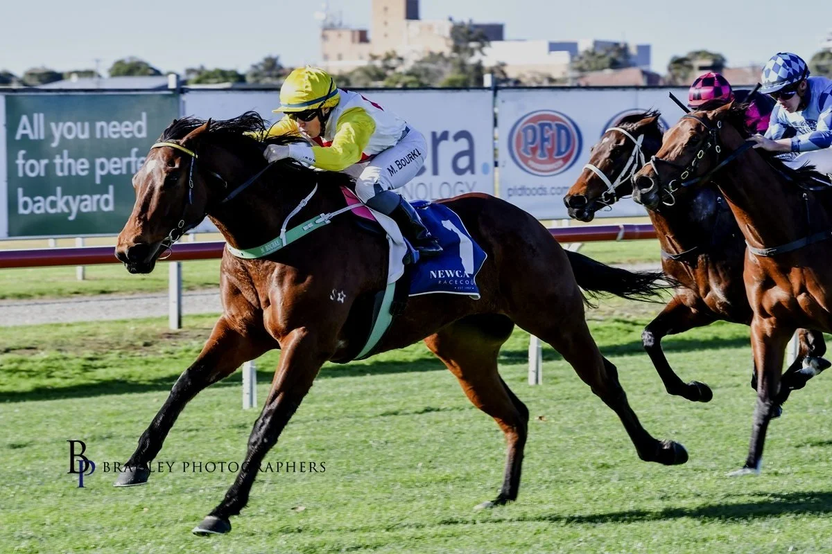 MIKE VAN GESTEL’S LOVE AFFAIR WITH HORSES BEGAN ON A DAIRY FARM IN BELGIUM.