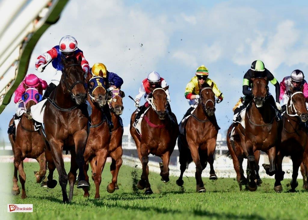 EVERY OWNER DREAMS ABOUT A HORSE LIKE SPACEBOY