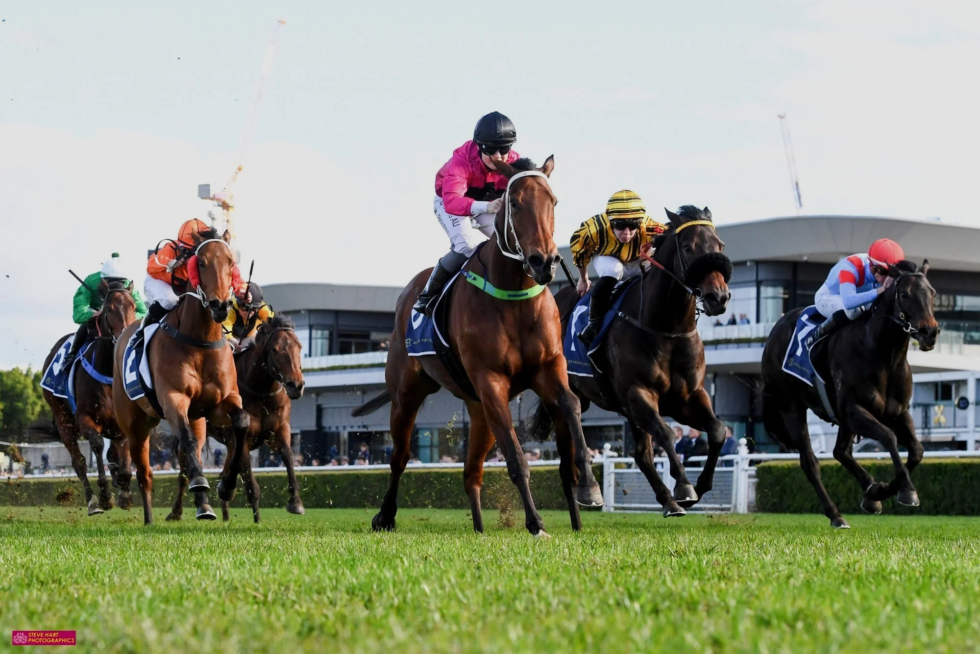 ONE DESTINY - WEANLING SALE PURCHASE LOVES STABLE LIFE