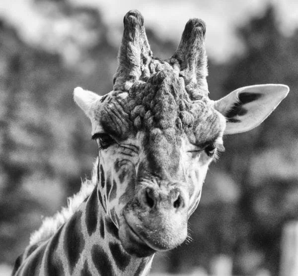 confused-giraffe.jpg