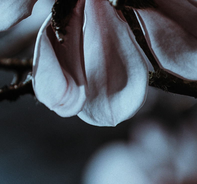 magnolia_Quadrat 6.jpg
